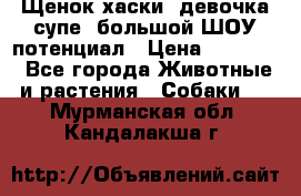 Щенок хаски, девочка супе, большой ШОУ потенциал › Цена ­ 50 000 - Все города Животные и растения » Собаки   . Мурманская обл.,Кандалакша г.